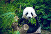 China 5 Yuan 1988 Su Shi